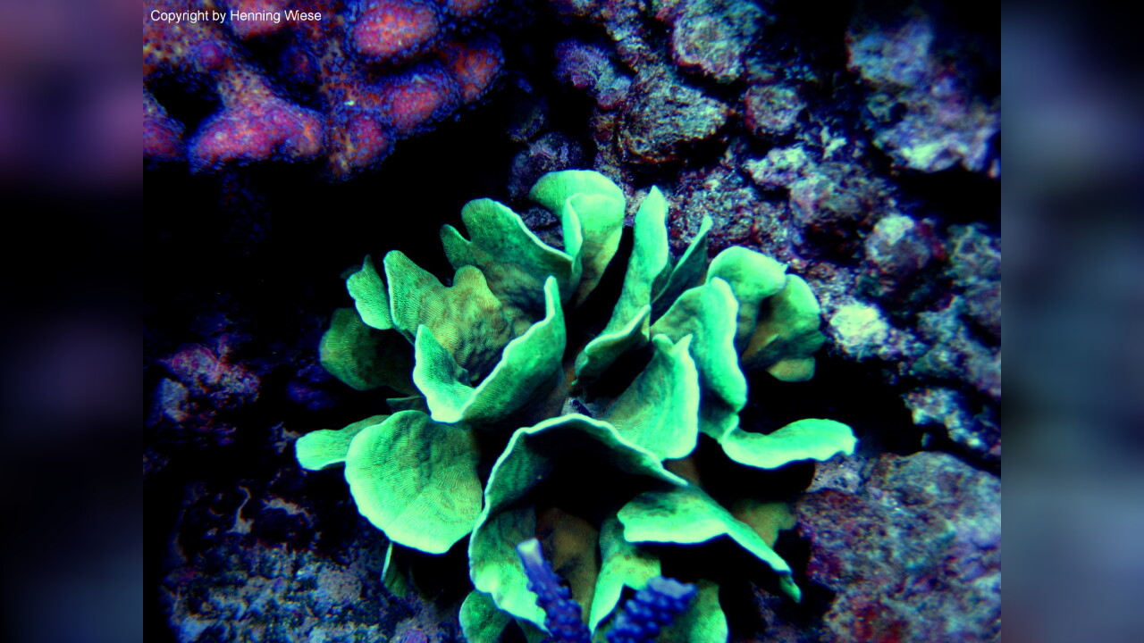 Pavona cactus Großpolypige Steinkoralle