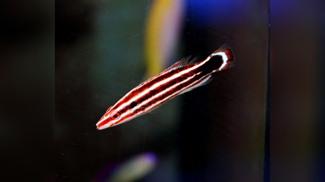 Bodianus sepiacaudus Peppermint Candy Can Hogfish