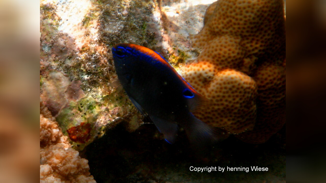 Pomacentrus indicus Indische Demosielle