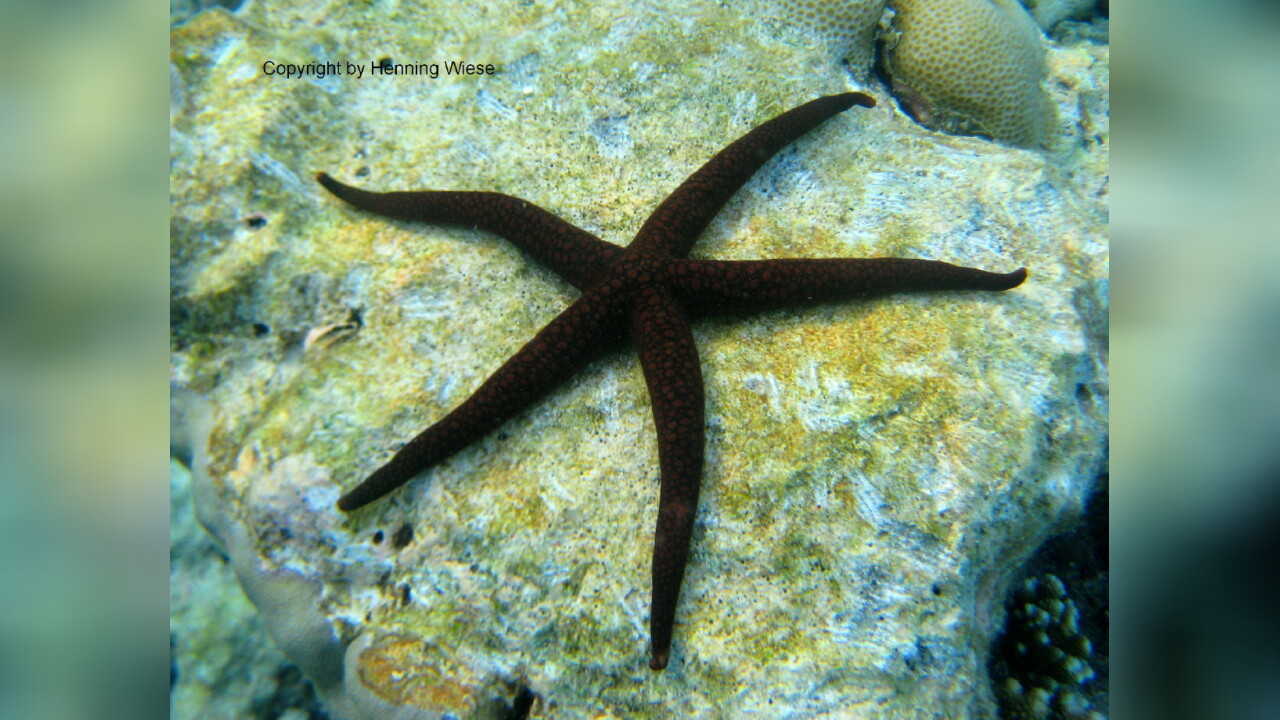 Nardoa galatheae Galatheas Seestern