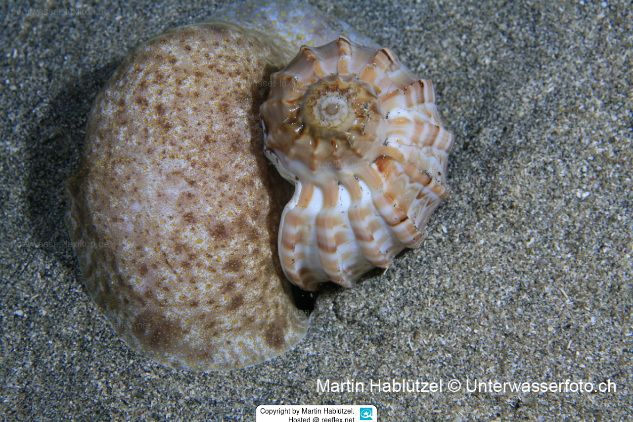 Harpa major Major Harp, Greater Harp Shell