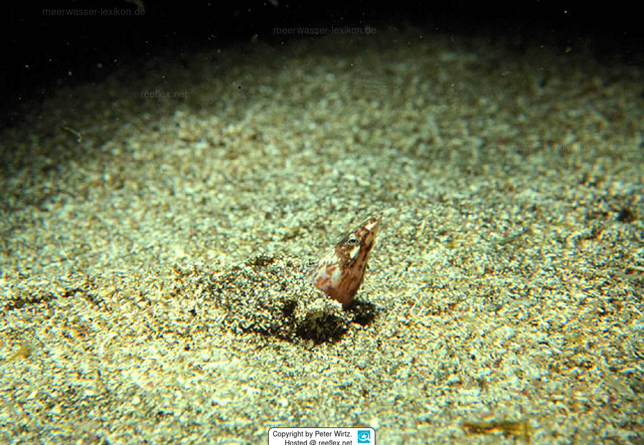 Apterichtus caecus European Finless Eel