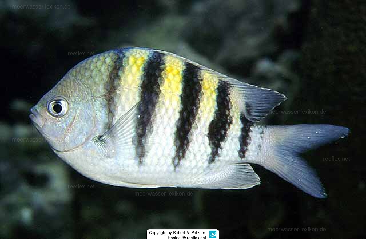 Abudefduf saxatilis Gestreifter Sergeant