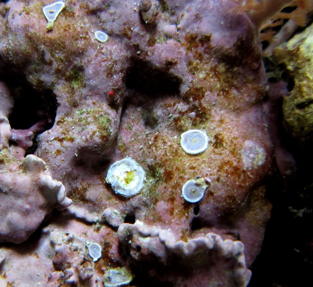 Marginopora sp. Foraminifere