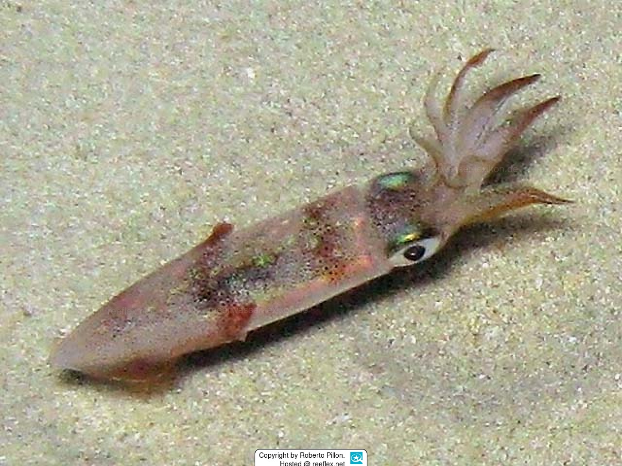 Loligo vulgaris Gemeiner Kalmar