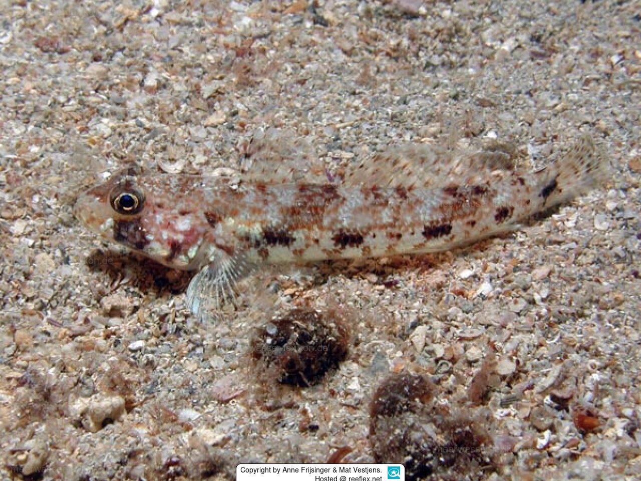 Gobius geniporus Slender goby
