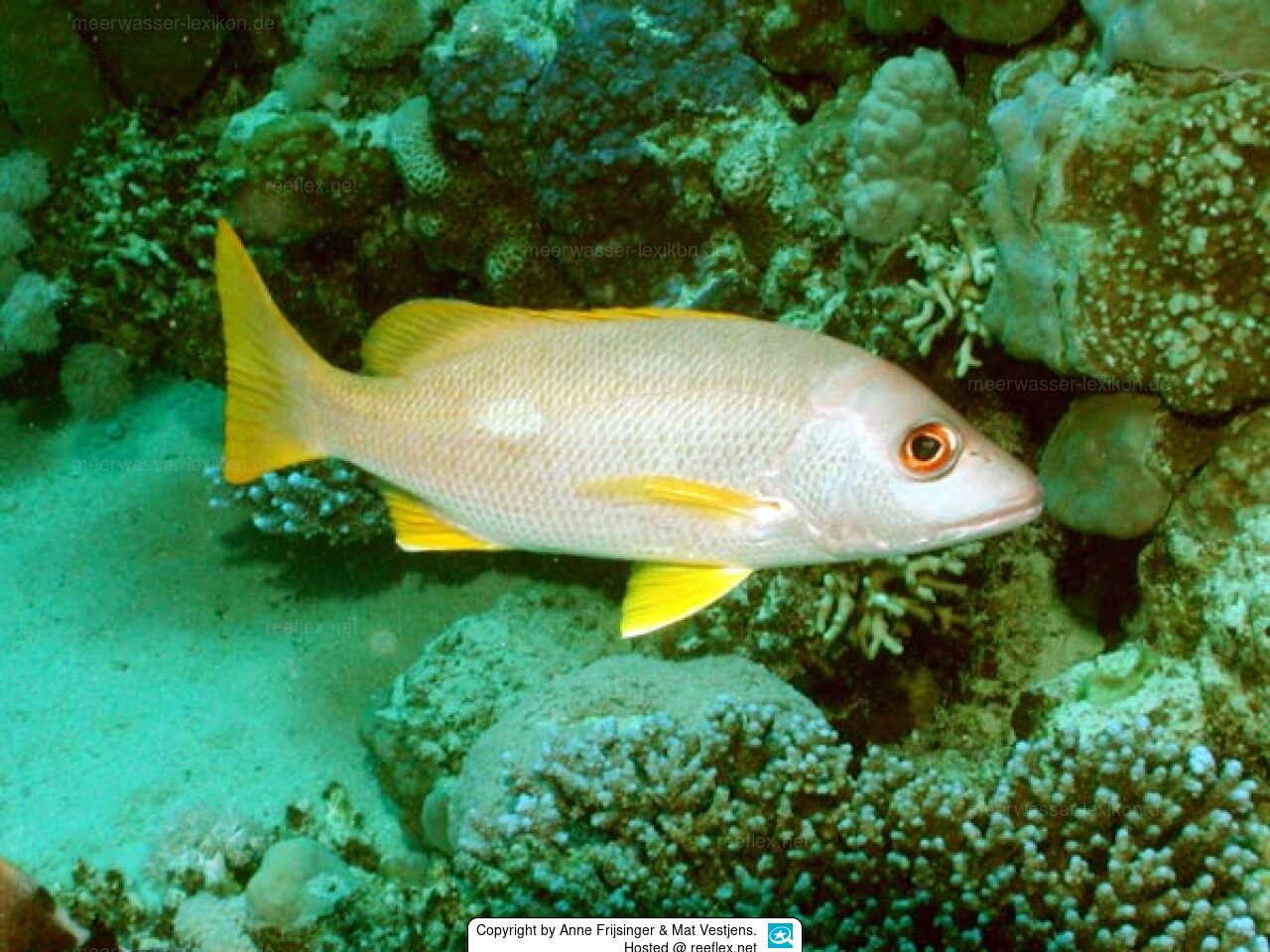 Lutjanus agennes Roter Afrikanischer Schnapper