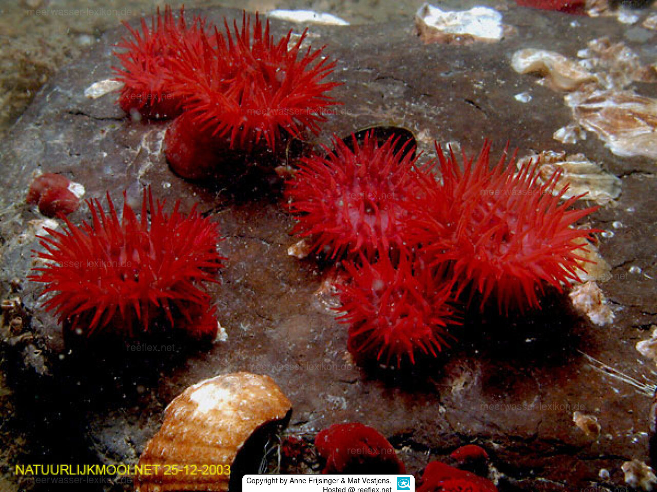 Actinia equina Beadlet Anemone