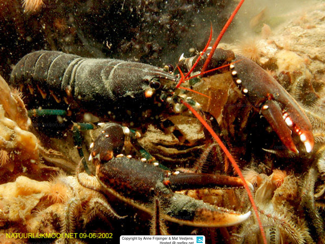 Homarus Gammarus European Lobster Homarus Gammarus European Lobster