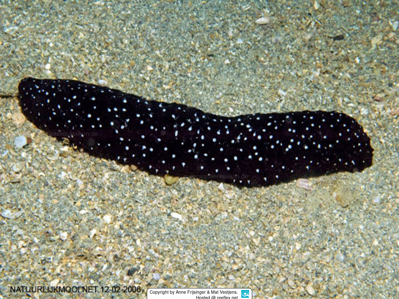 Holothuria (Panningothuria) forskali Forskals Seewalze