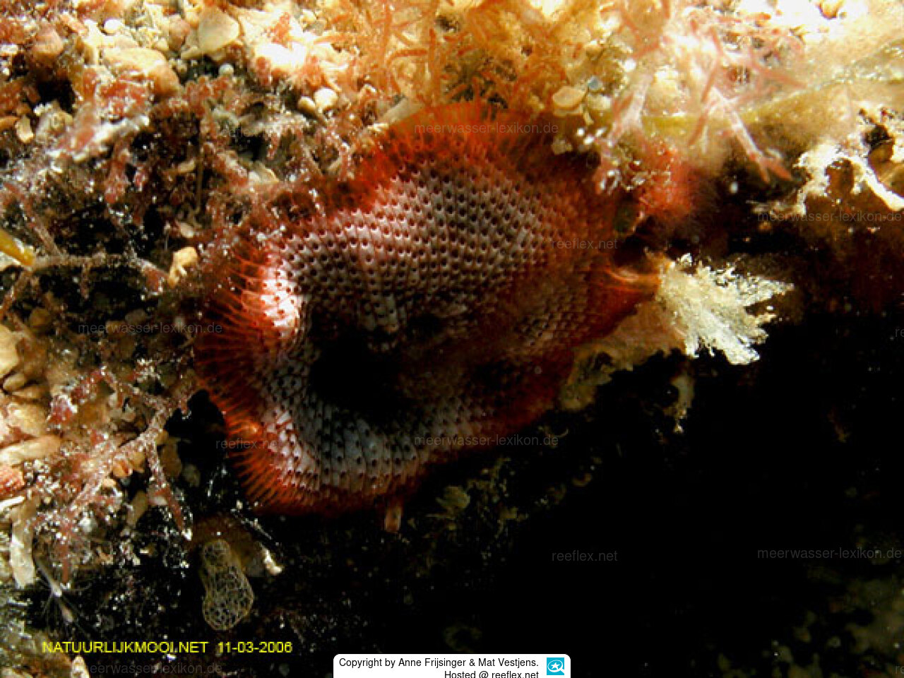 Schizobrachiella sanguinea Moostierchen