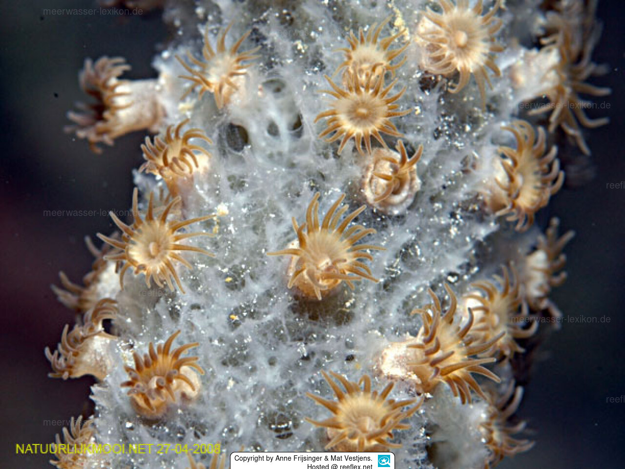 Umimayanthus parasiticus Sponge Zoanthid