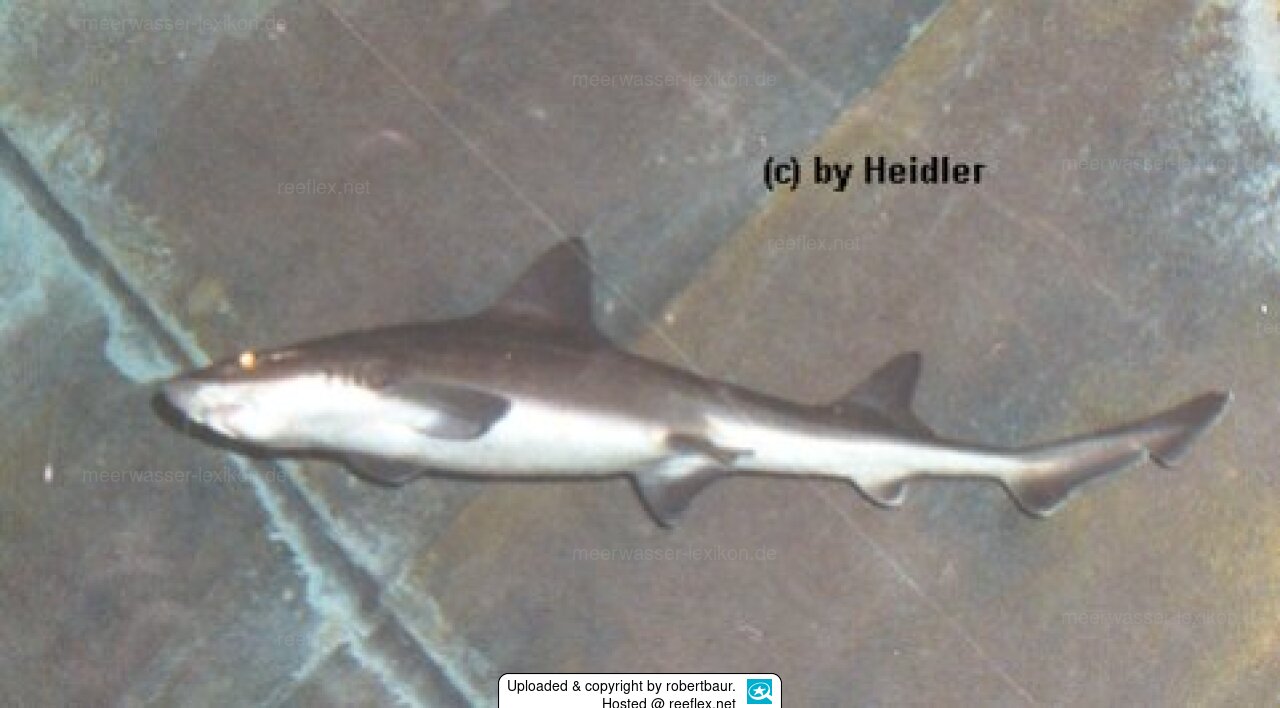 Mustelus mustelus Südlicher Glatthai