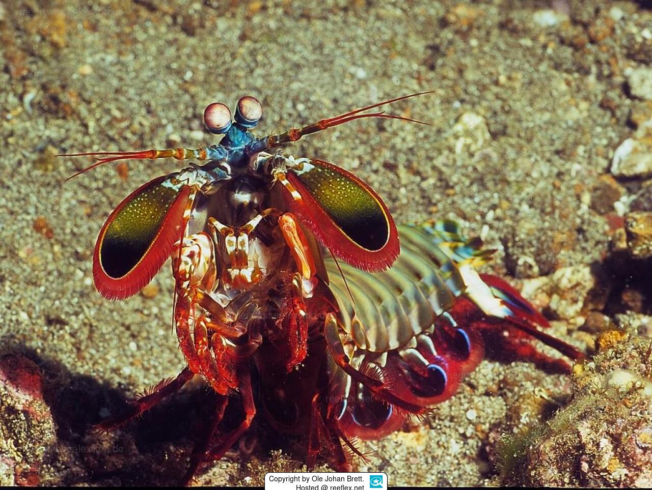 Odontodactylus scyllarus ClownFangschreckenkrebs