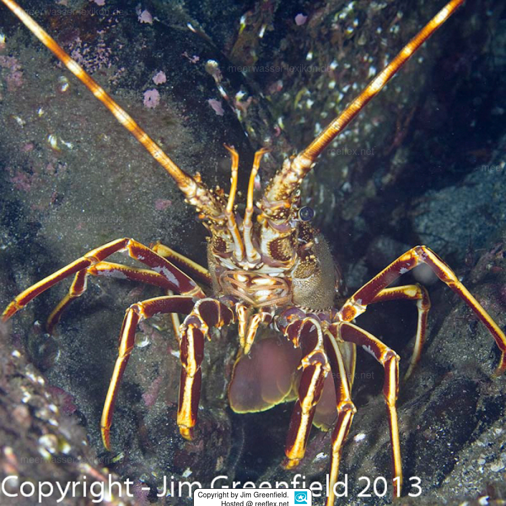 Palinurus elephas Gewöhnliche Languste