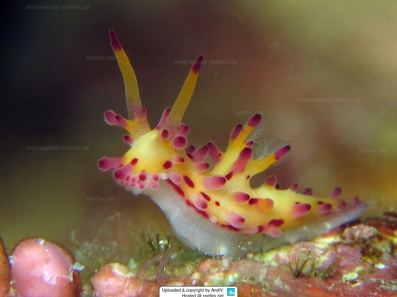 Aegires villosus Zottelige Aegires