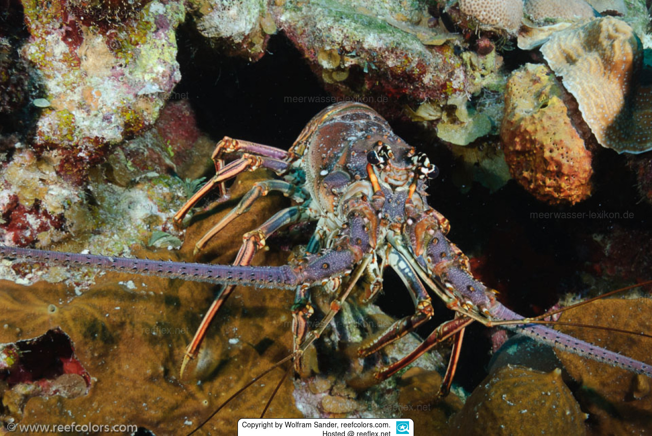 Panulirus argus KaribikLanguste