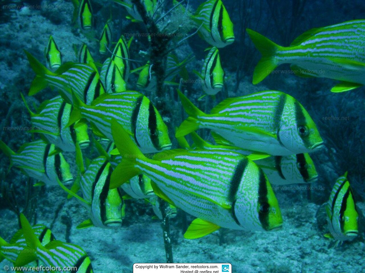 Anisotremus virginicus Porkfish