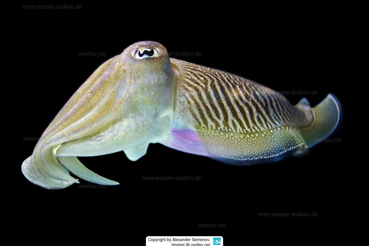 Sepia officinalis, The Common Cuttlefish - The Cephalopod Page