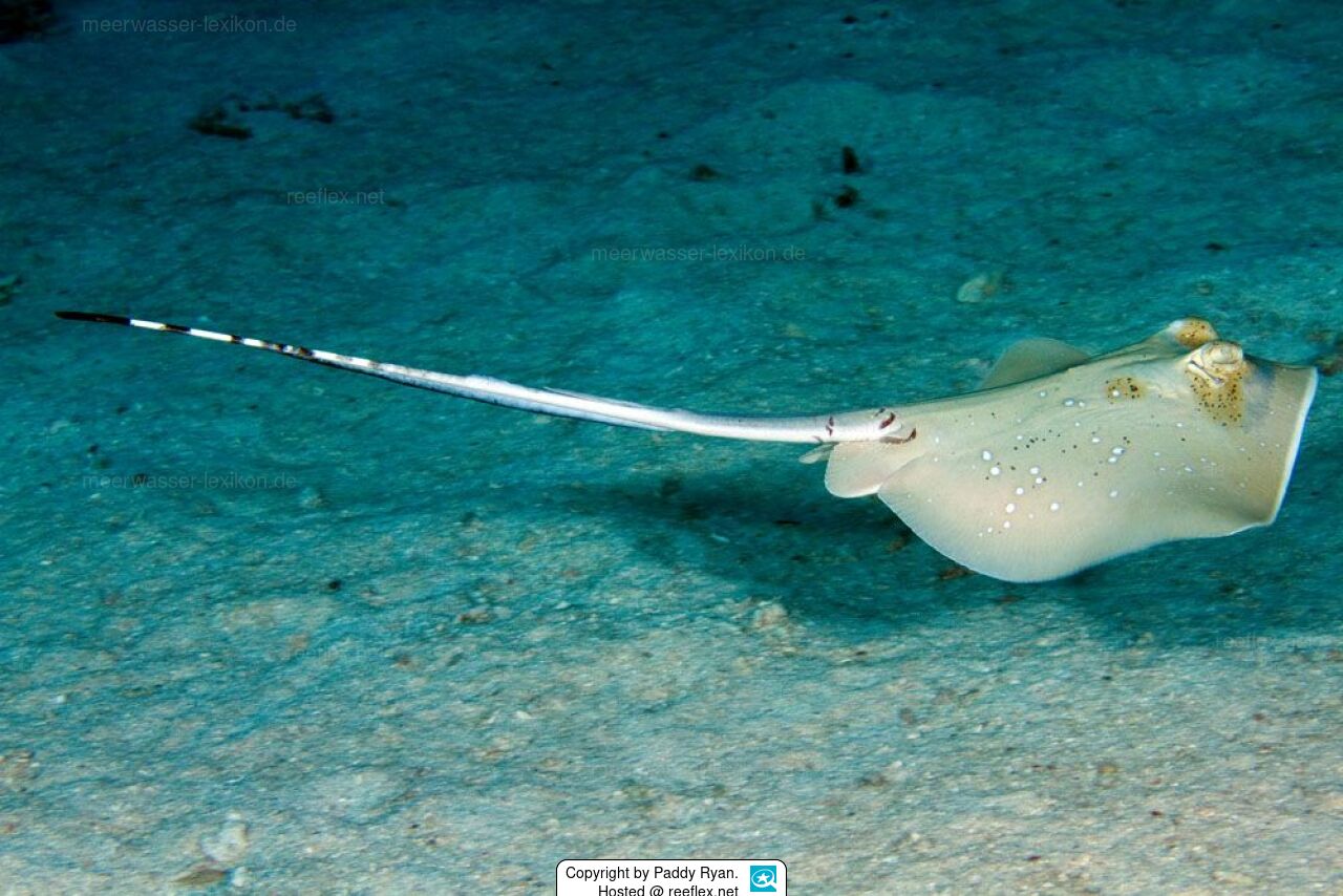 Neotrygon Kuhlii Bluespotted Stingray Bluespotted Maskray Neotrygon Kuhlii Bluespotted Stingray Bluespotted Maskray