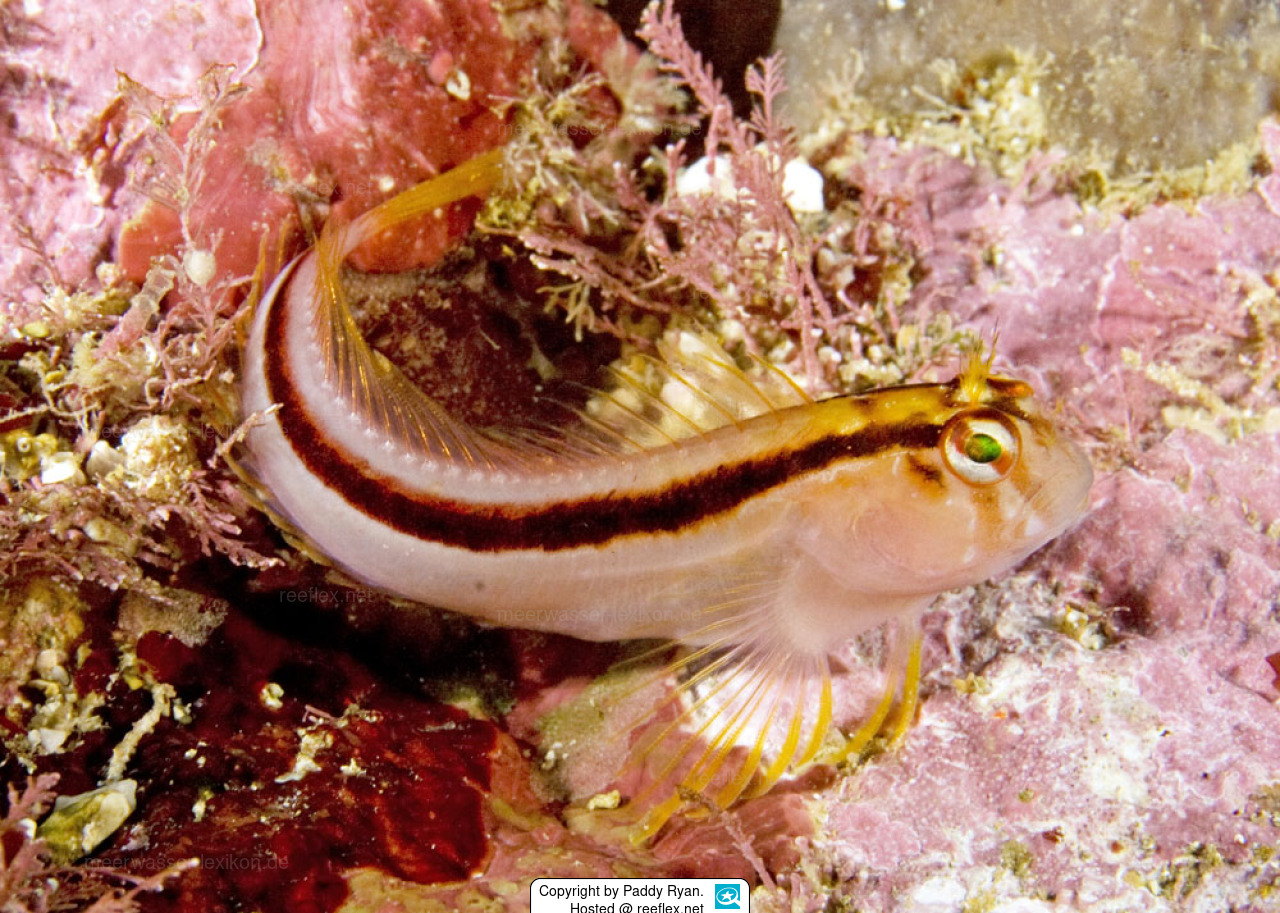 Parablennius laticlavius Schleimfisch