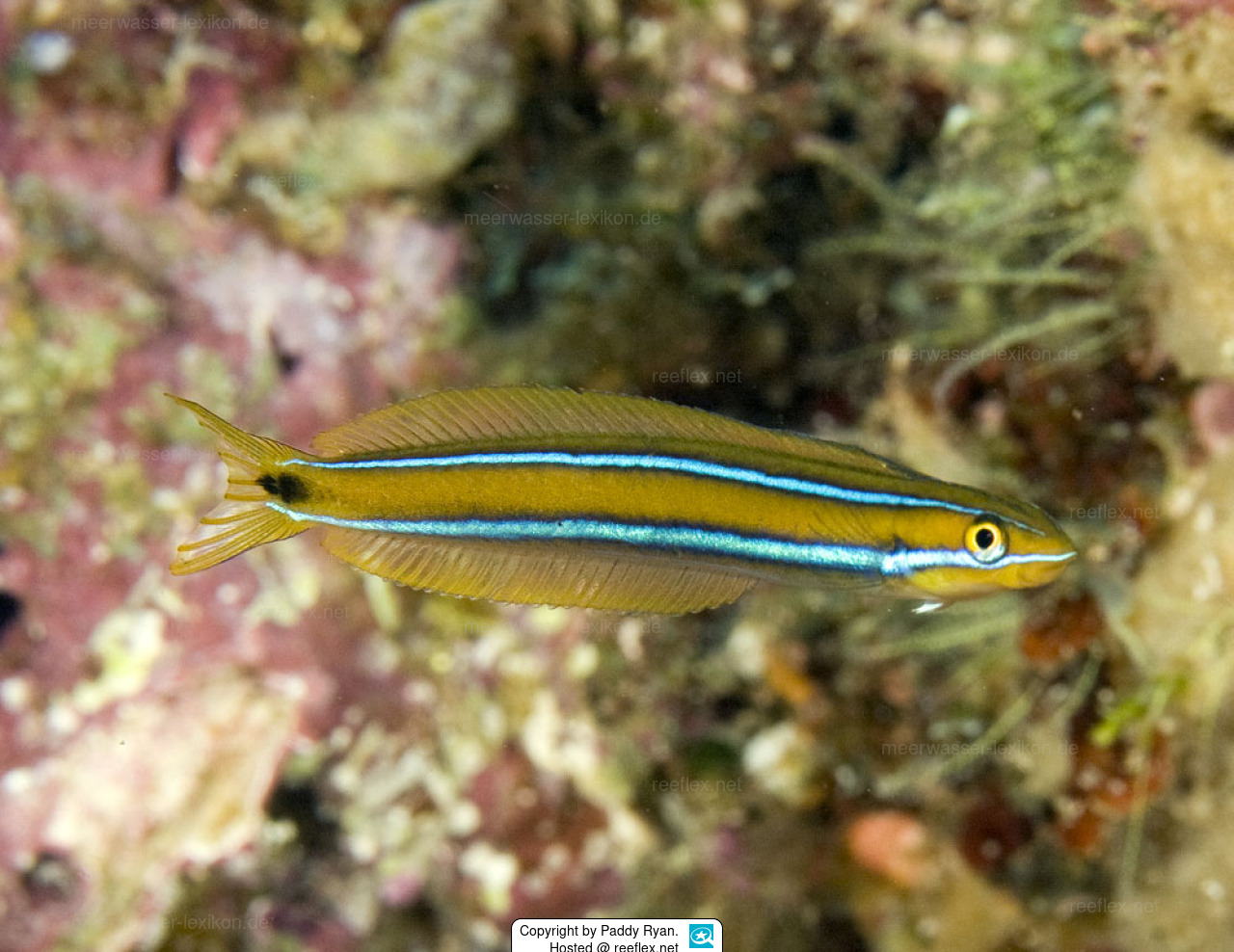 Plagiotremus rhinorhynchos Blaustreifen Blenny