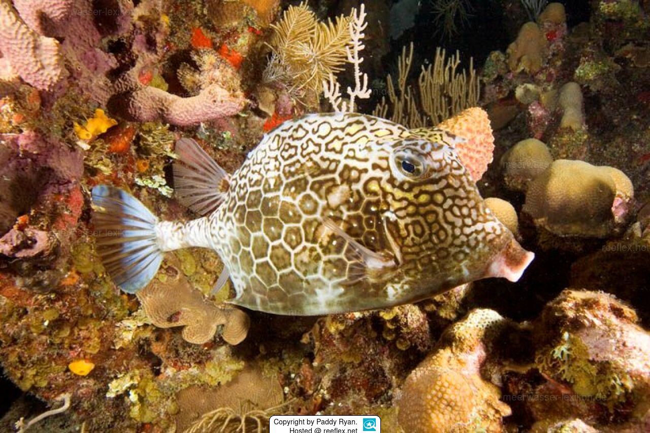 Lactophrys polygonia cowfish