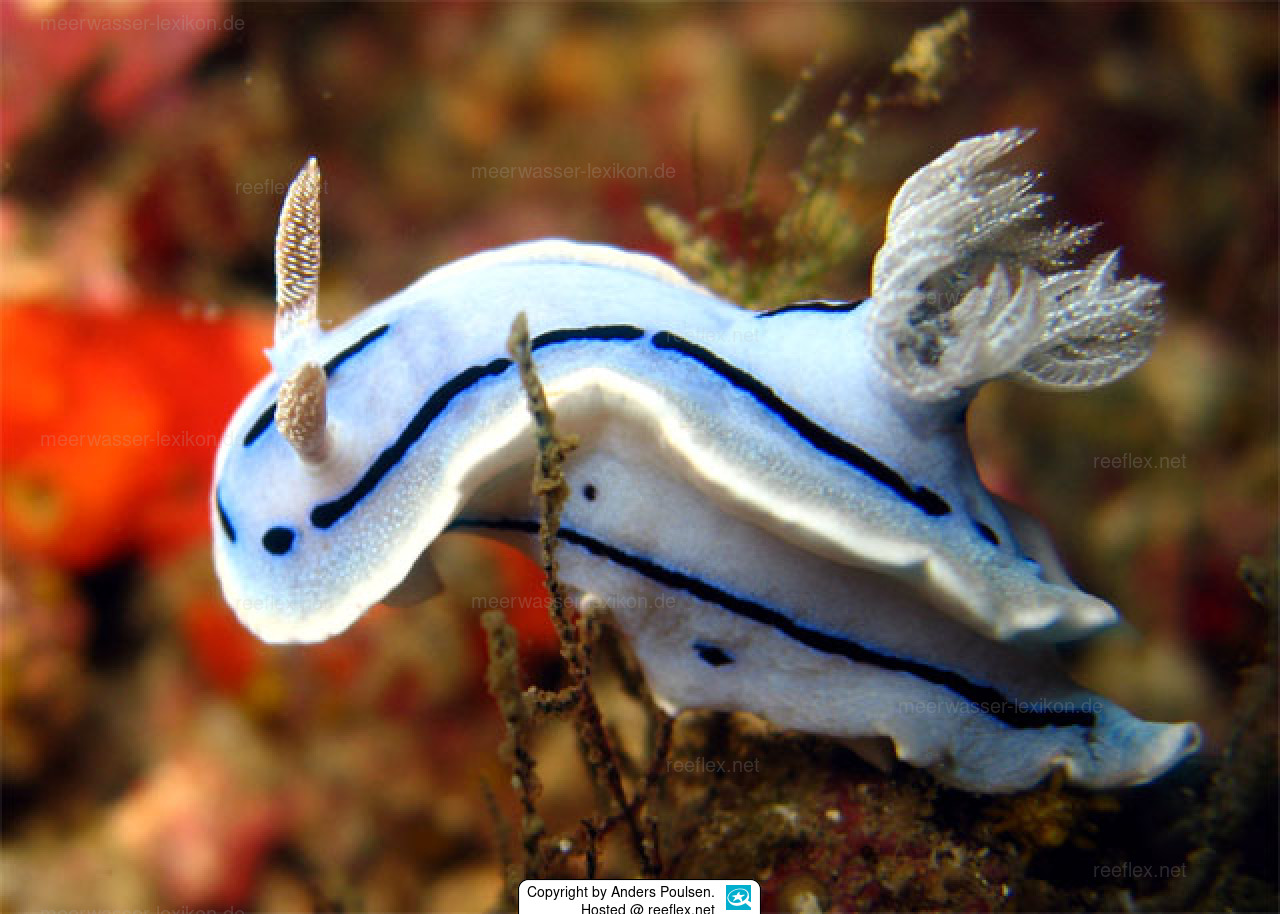 Chromodoris willani Willans Chromodoris