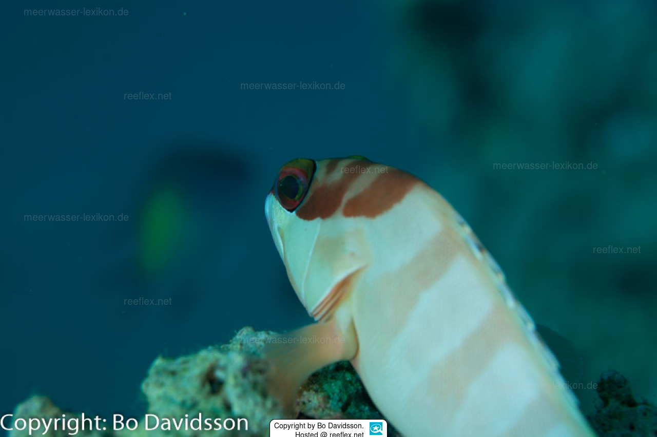 Epinephelus fasciatus Banded Reed Cod, Banded Rock Cod, Blacktip ...