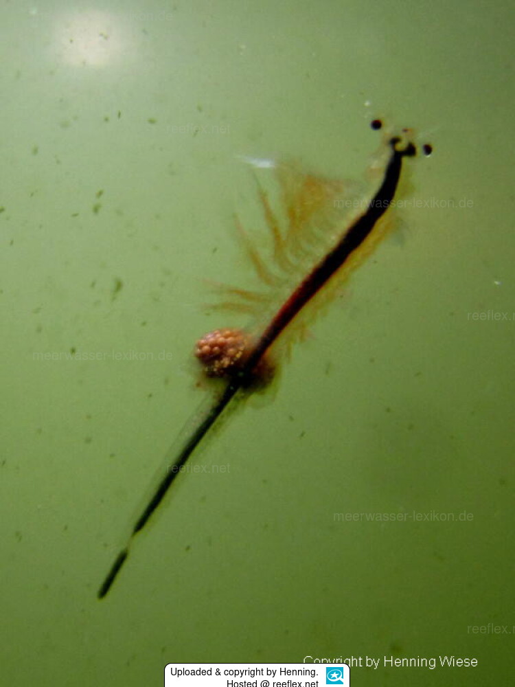 Artemia salina Brine-shrimp