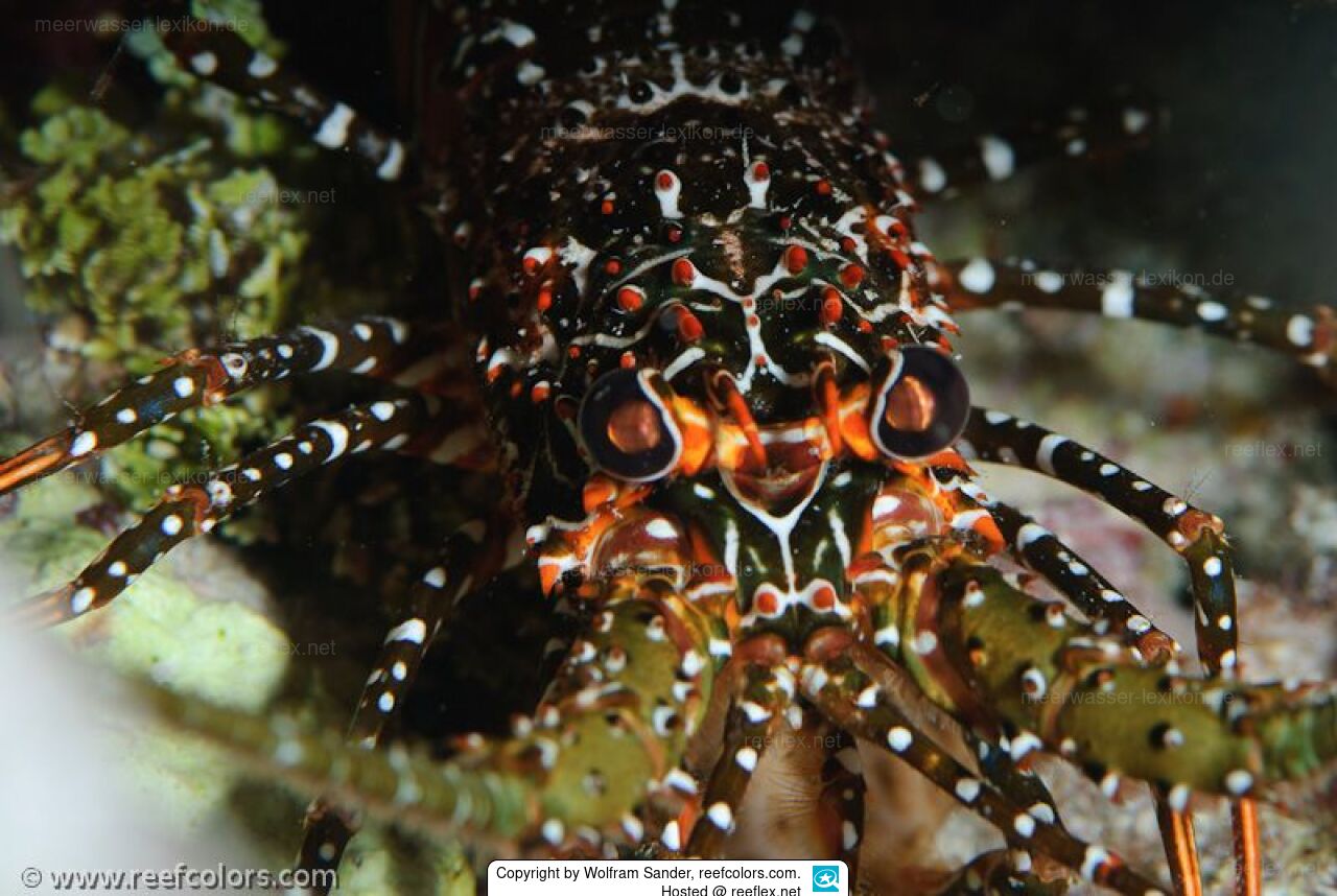 Panulirus guttatus Gepunkte Languste