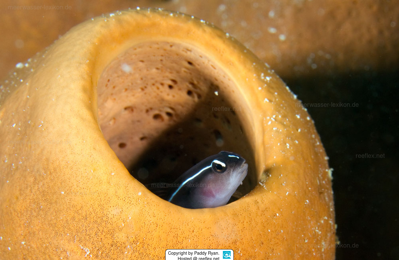 Elacatinus illecebrosus Grundel