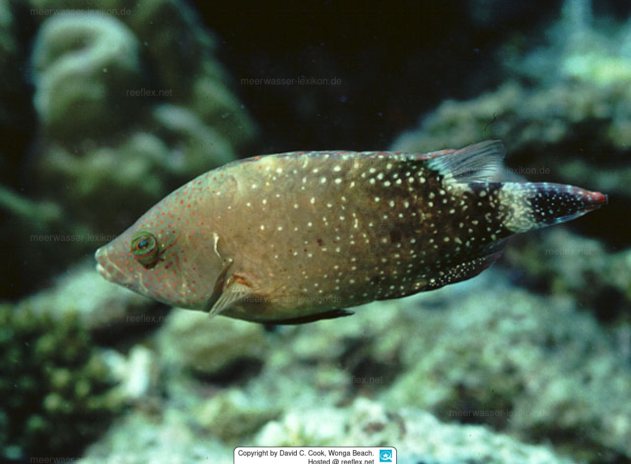 Cheilinus chlorourus Lippfisch