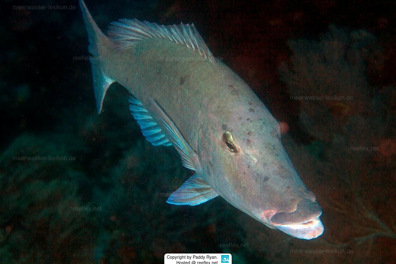 Lethrinus olivaceus Longface Emperor, Longface Emperor, Long-nosed