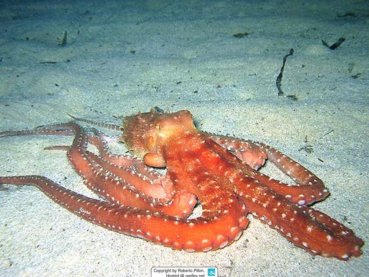 Callistoctopus macropus Whitespotted octopus