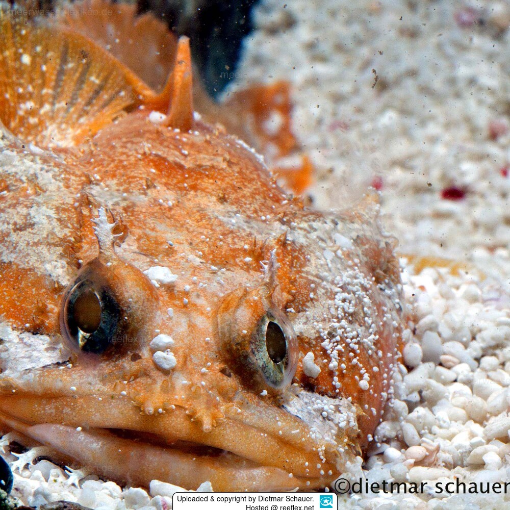 Opsanus beta Gulf toadfish