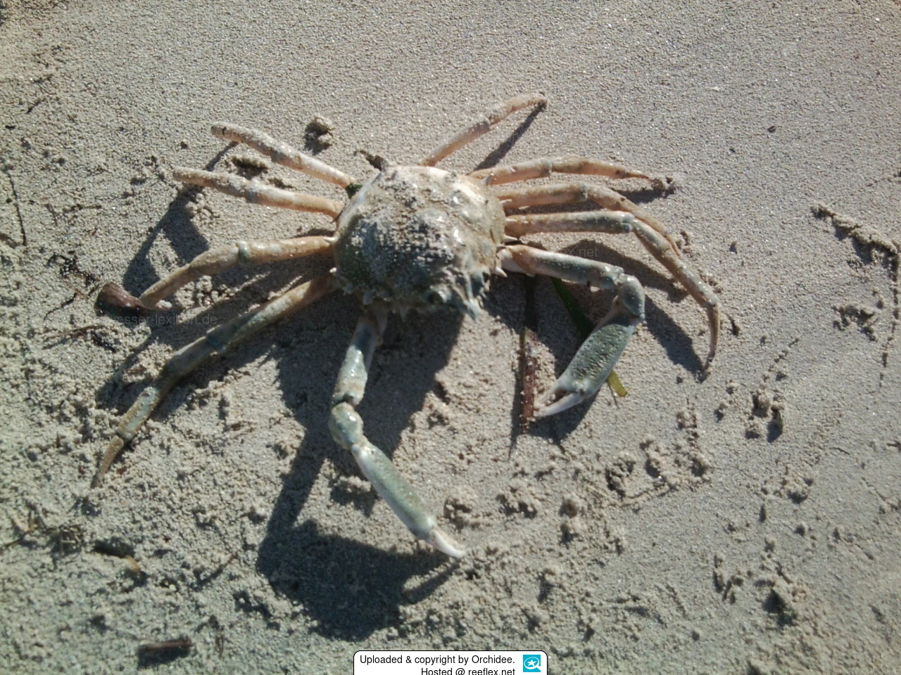 Maja squinado European spider crab, Spiny spider crab, Spinous spider crab