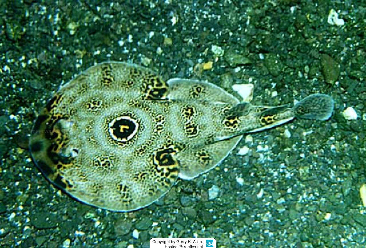 Diplobatis ommata Ocellated electric ray
