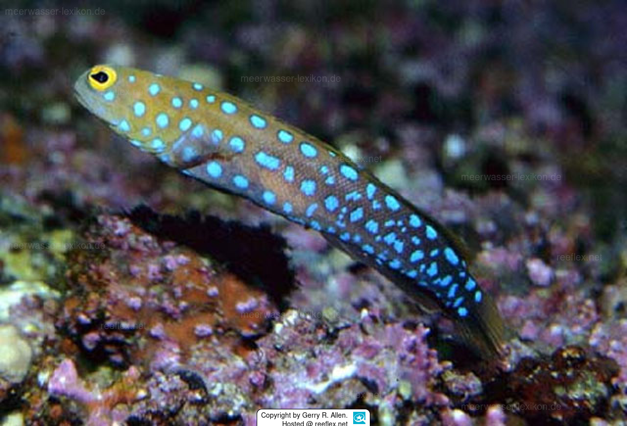 Opistognathus rosenblatti Bluespotted jawfish