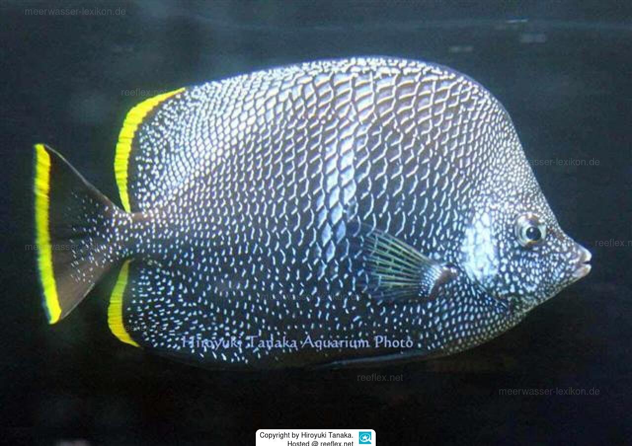 Chaetodon daedalma Wrought iron butterflyfish