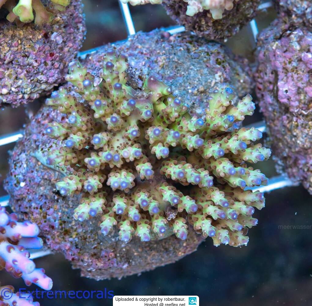 Acropora subulata Stony Coral