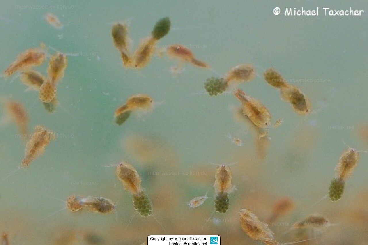 Tigrio They look like fleas…what are they? | Page 2 | Humble.Fish & Reef Community