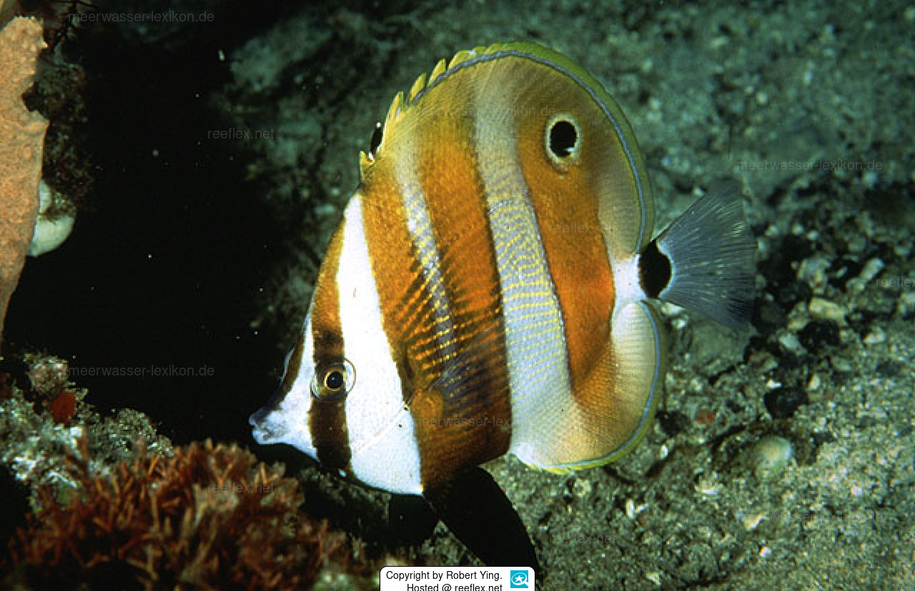 Coradion chrysozonus AugenfleckCoradion