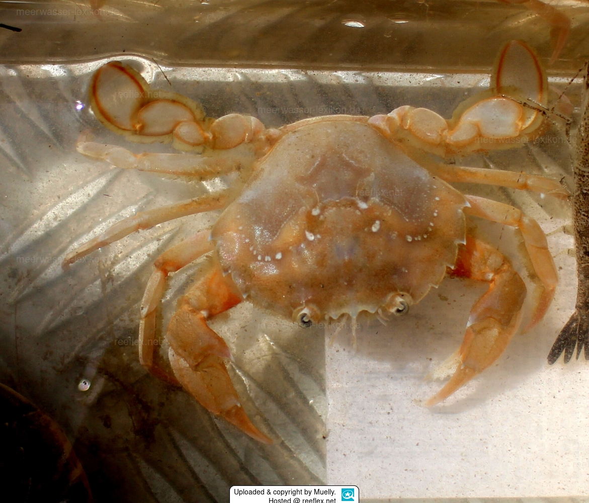 Liocarcinus holsatus Swimming Crab,Flying Crab