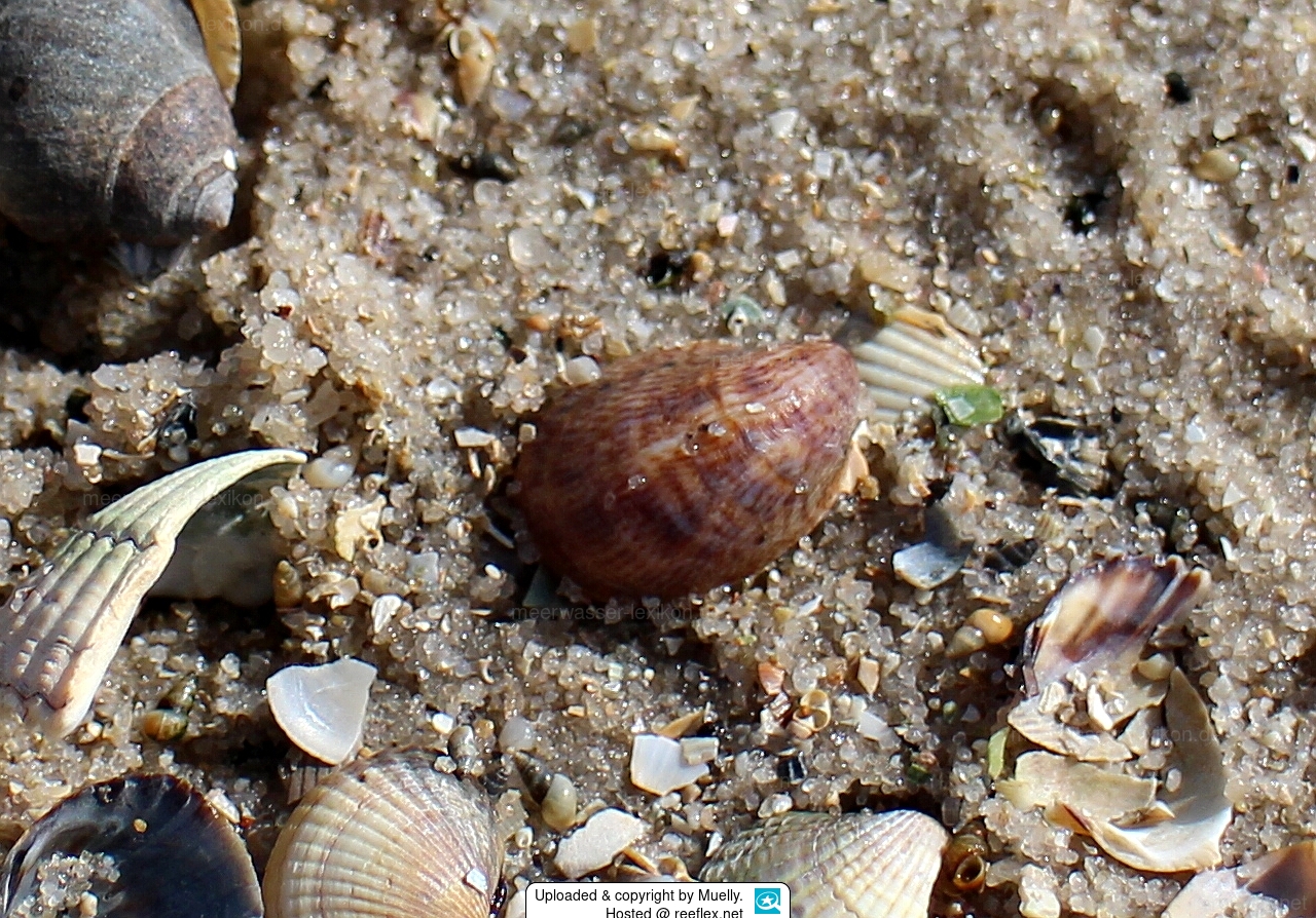 Crepidula Fornicata American Slipper Limpet Crepidula Fornicata American Slipper Limpet