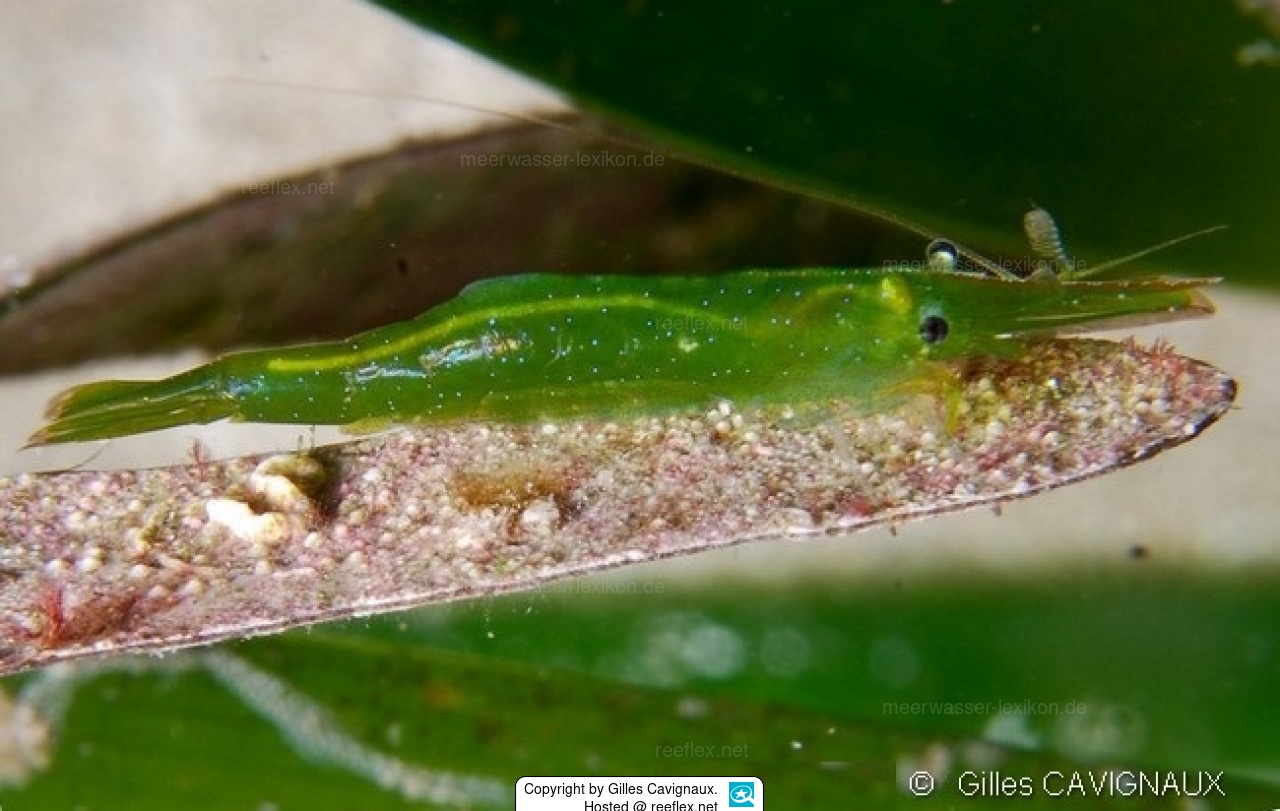 Hippolyte inermis Grass shrimp, Great seagrass shrimp