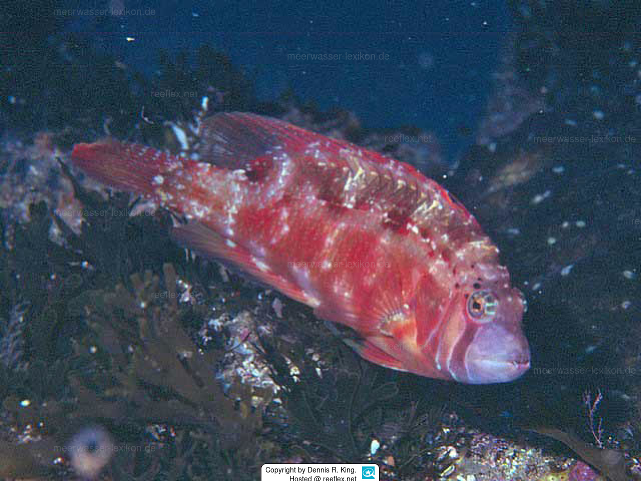 Pteragogus taeniops Zwerglippfisch