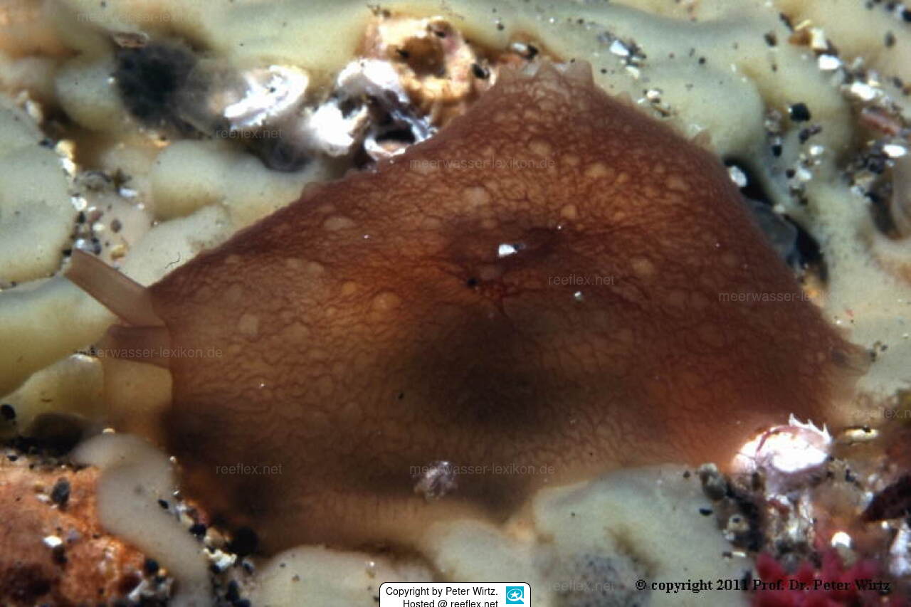 Pleurobranchus wirtzi Flankenkiemer