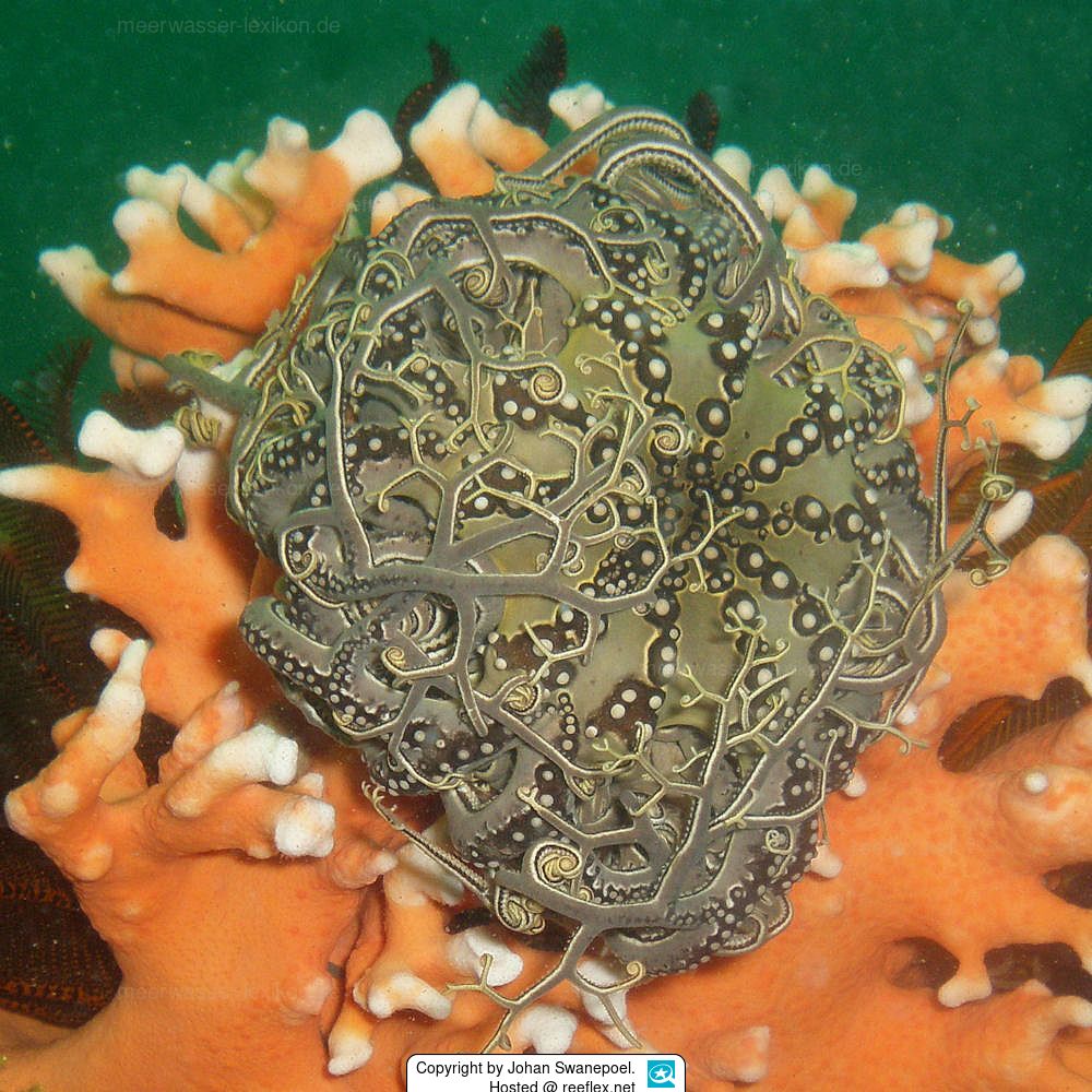 Astrocladus euryale Gorgonenhaupt