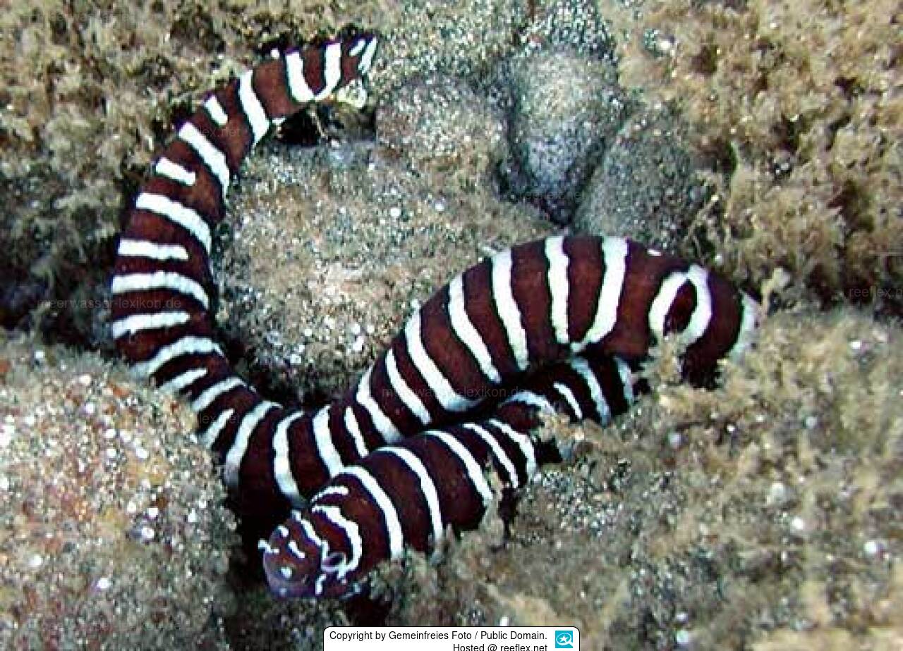 Gymnomuraena zebra Zebra Moray, Zebra Eel